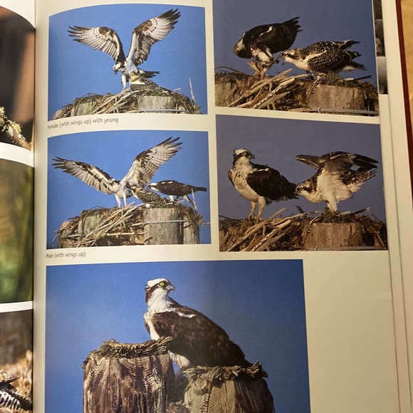 Artist’s Photo Reference songbirds & other Favorite Birds Hardback book - Picture 7 of 8